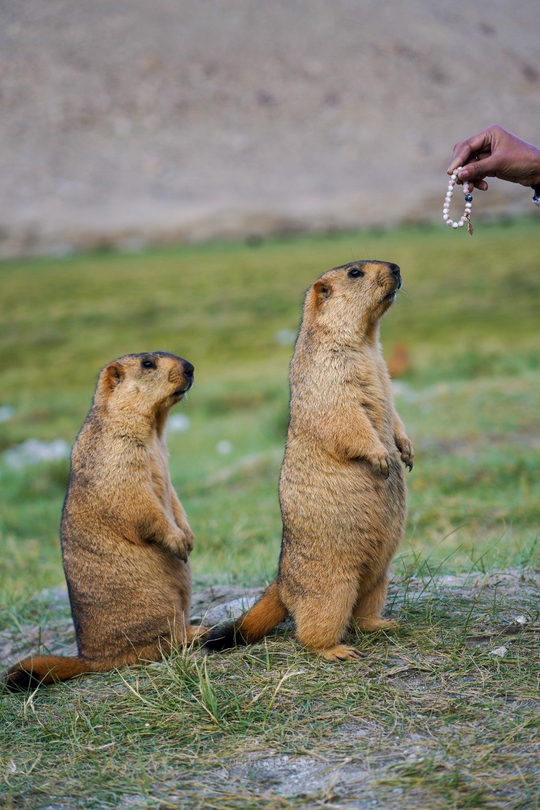 Sóc đất Marmot